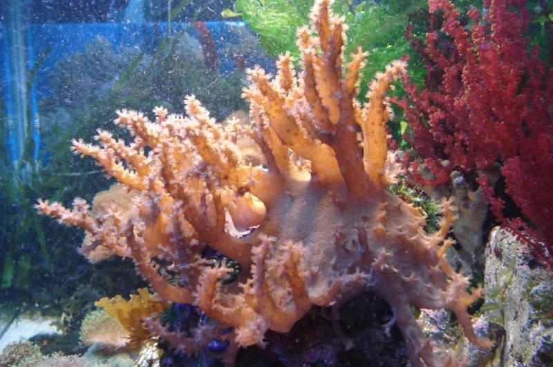    Sinularia   .   Botryocladia .