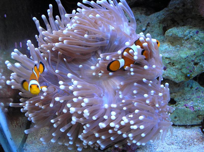Heteractis magnifica. 
      Amphiprion ocellaris
