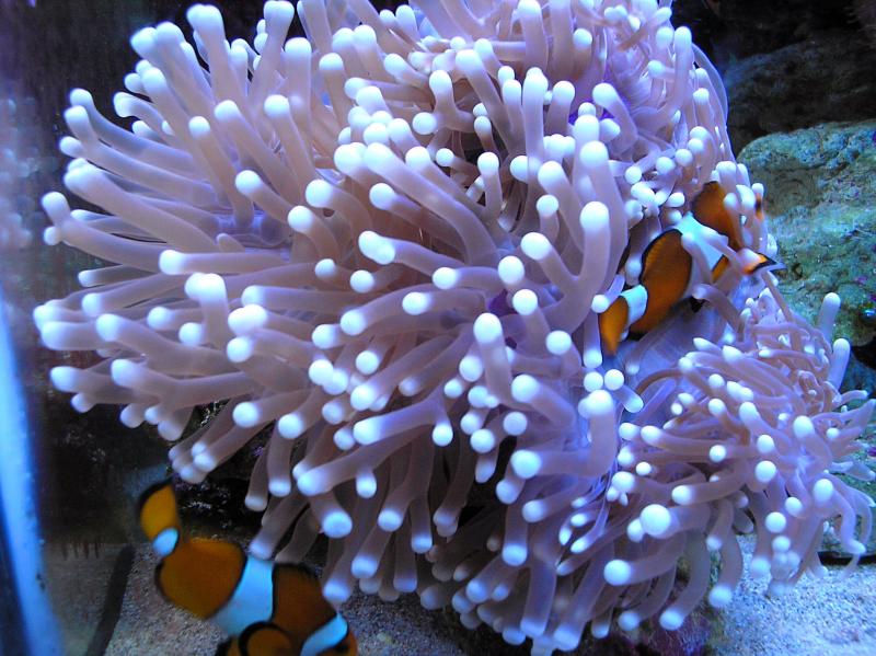 Heteractis magnifica      Amphiprion ocellaris