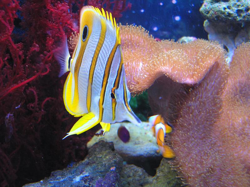 ,   - - Chelmon rostratus