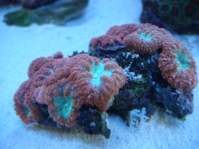 Blastomussa merletti