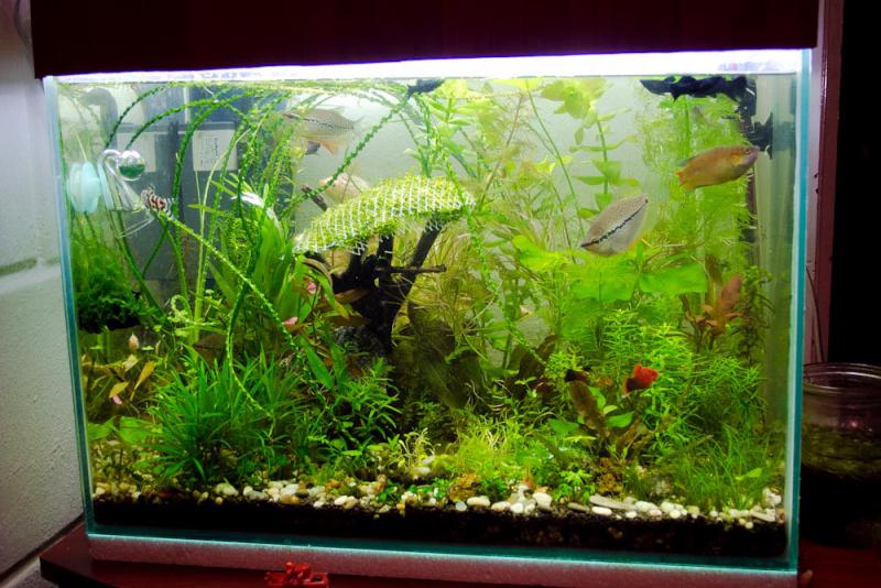    , -         ,     ))