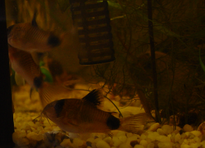 aquaELK Corydoras PANDA 2
