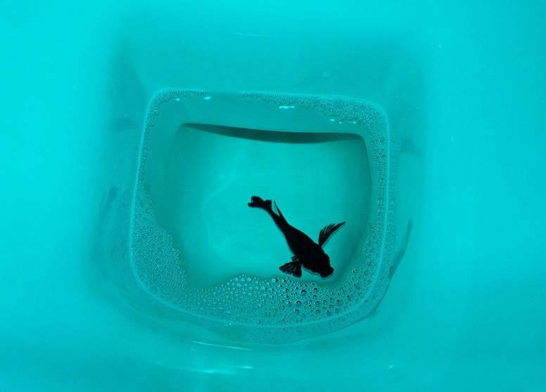 aquaGRUZ Peciliya V posledniu pyt'