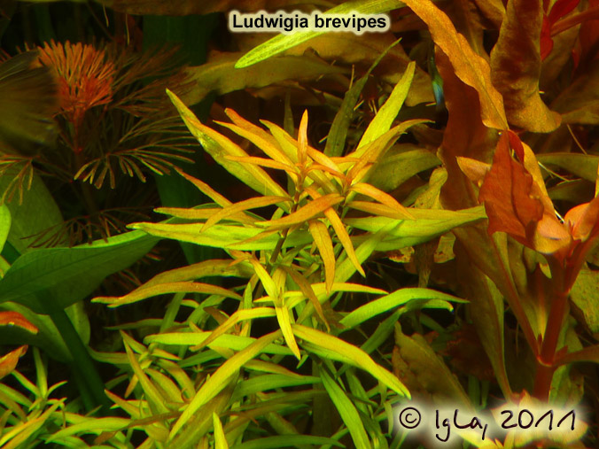 Ludwigia brevipes