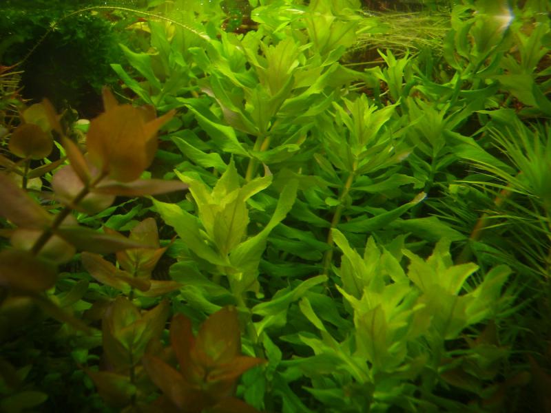 Pogostemon stellatus "Narrow Leaf"