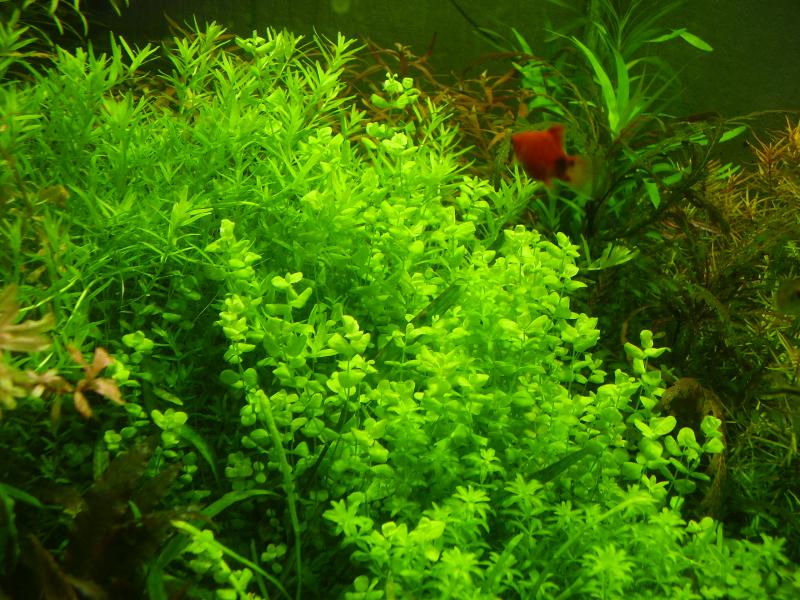   (Micranthemum umbrosum)
