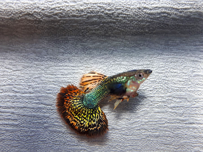 received 1522564281125160