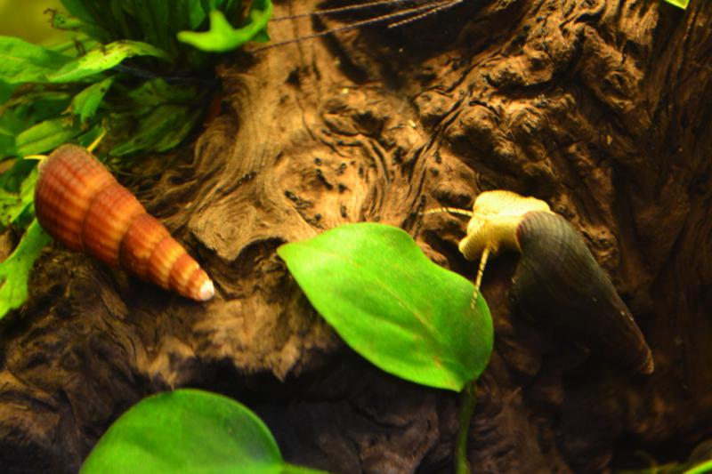 Tylomelania Poso Orange Rabbit Snail
Tylomelania Poso Yellow Rabbit Snail