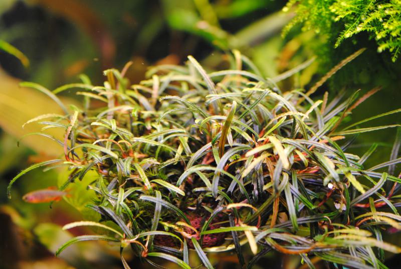 Bucephalandra belindae, P. Boyce, 2011
