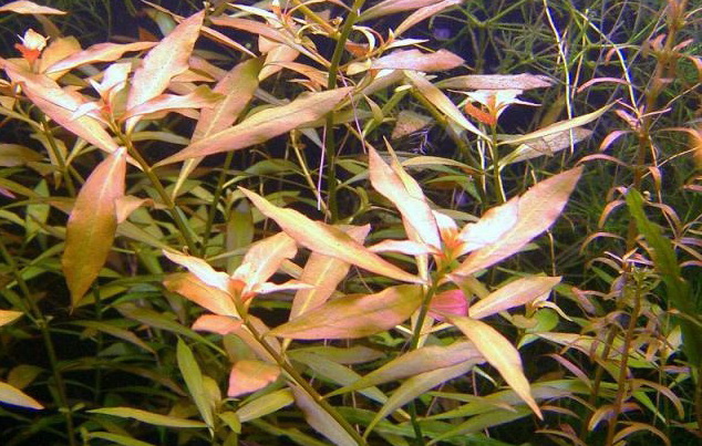   Ludwigia palustris
