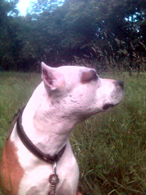 Taiss 7  2009