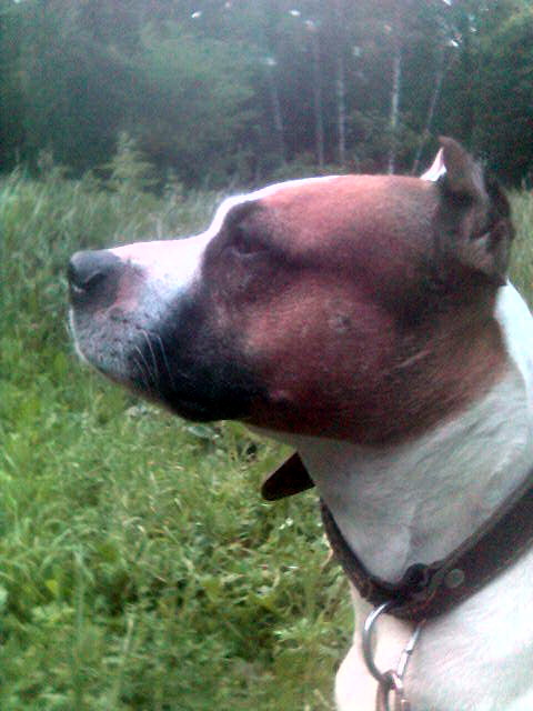 Taiss 7  2009