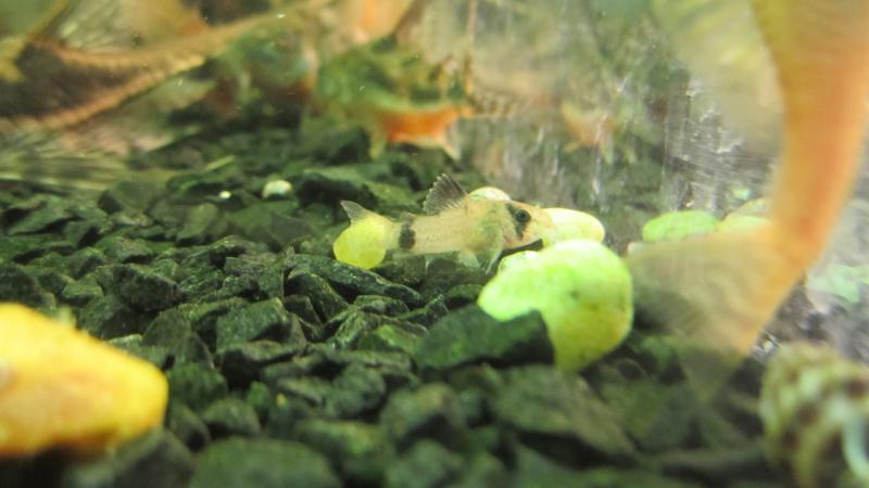 .
 1.5-2   7-10 .
:  , ,  , tetra wafer mix.
:  5.