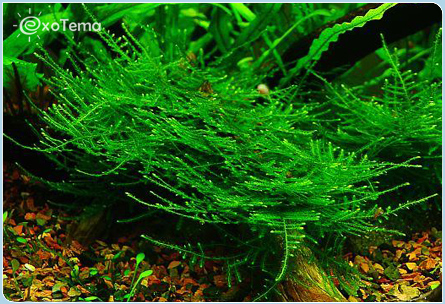 : Christmas Moss Vesicularia montagnei ( )
: Hypnoceae ( 