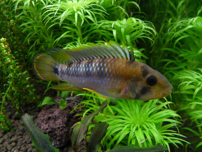 Apistogramma Baenschi(Inka)