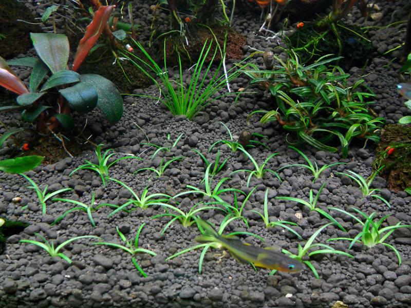 Eriocaulon sp.Sulawesi