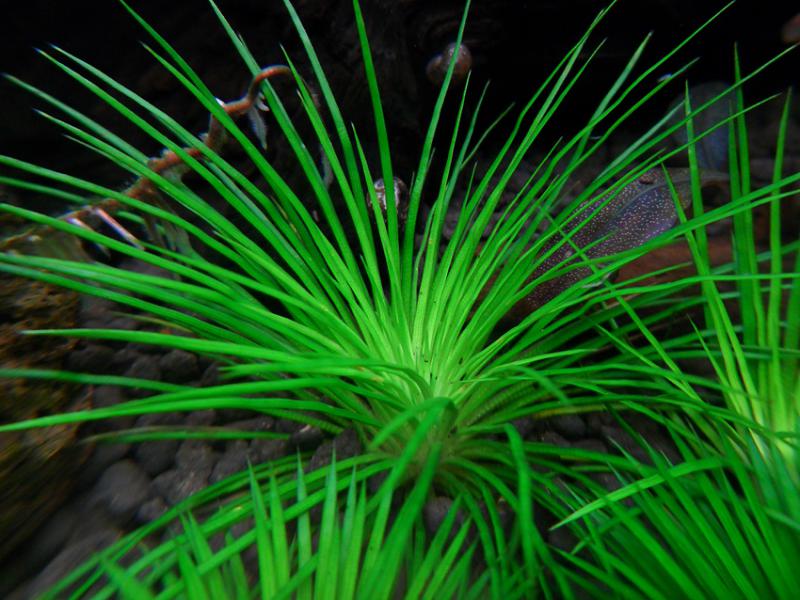 Eriocaulon sp. Mang Jang
