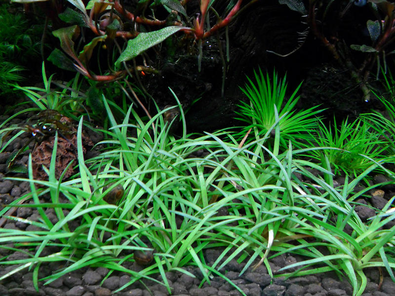 sp. Sulawesi