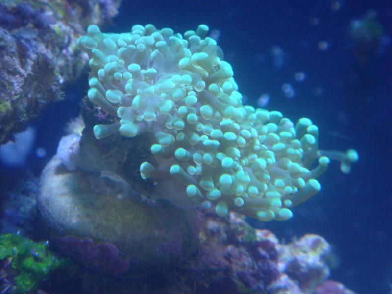 Euphyllia divisa
