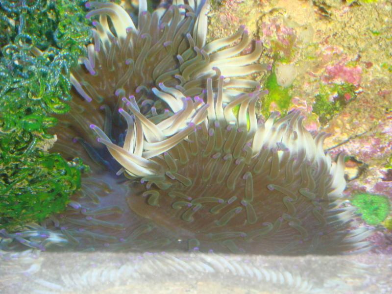 Heteractis crispa   