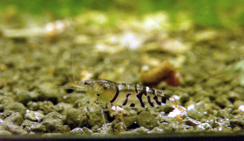  Caridina sp. Super Tiger