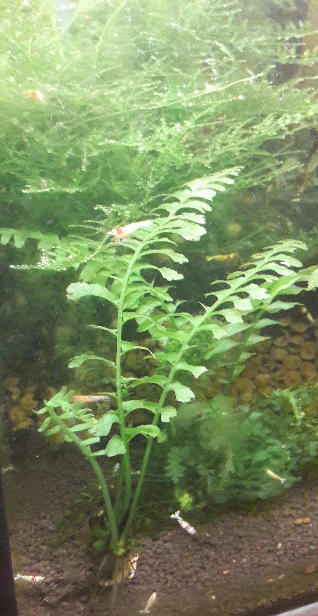  Asplenium cf. normale