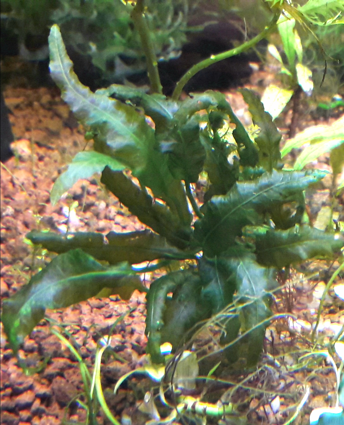  Pteridophyta X kiat
