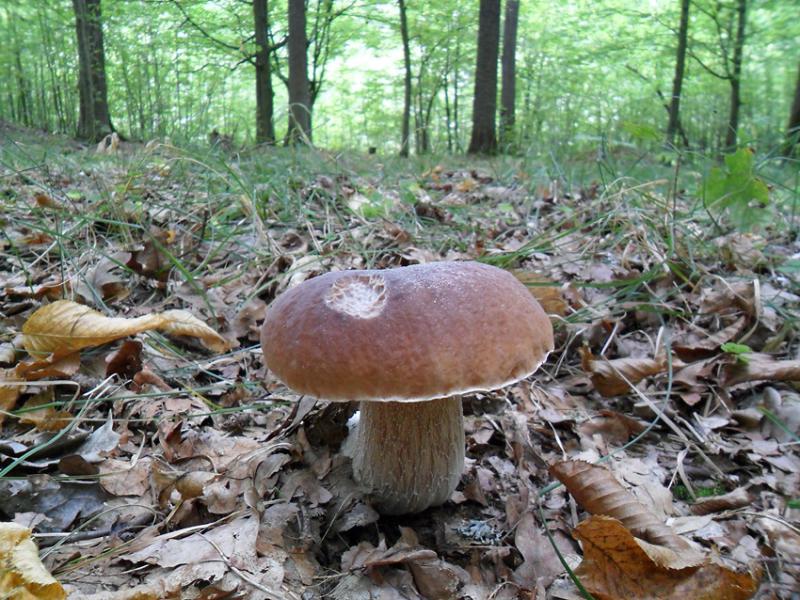 ����� ����