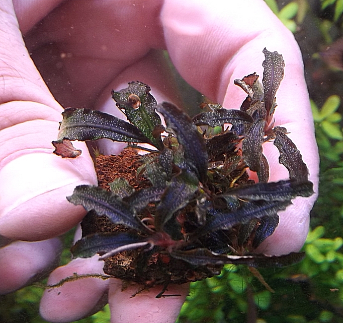 Bucephalandra sp.Kedagang.