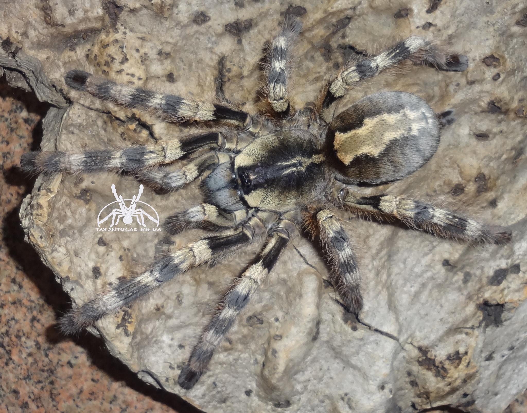 Poecilotheria formosa (15 L) ♀