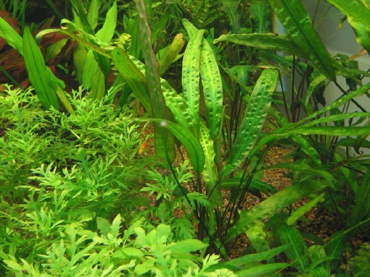 1441882546 cryptocoryne usteriana