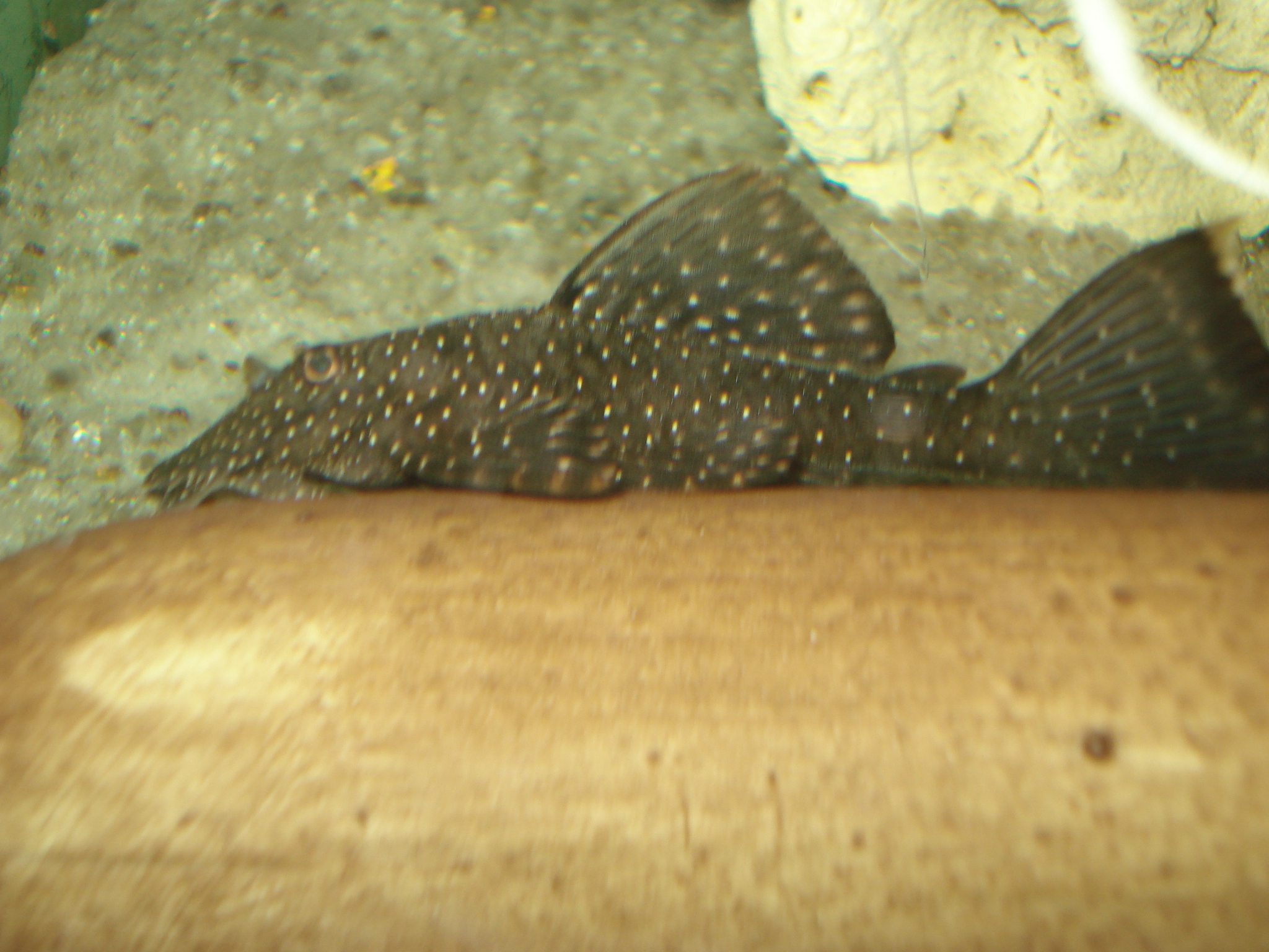 Ancistrus punctatus sp. L182