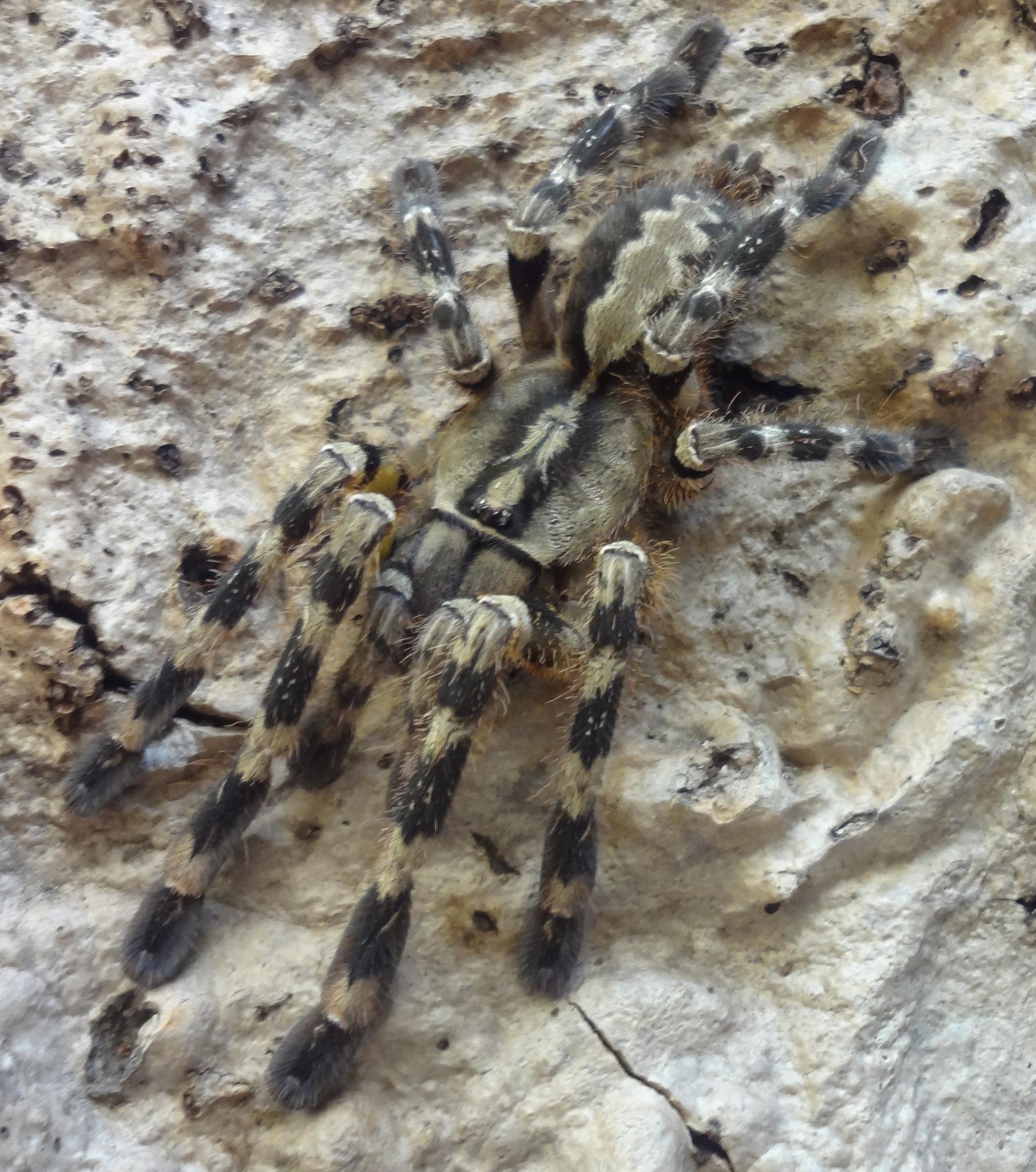 Poecilotheria hanumavilasumica (9 L) ♀