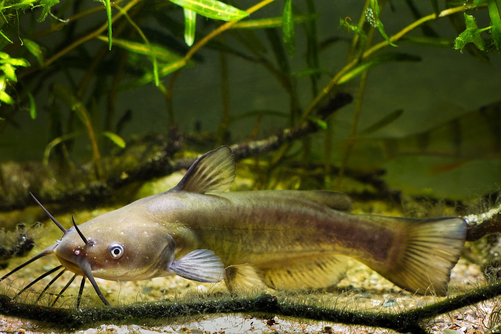 Channel catfish (Ictalurus punctatus) in Houralnia biotope aquarium