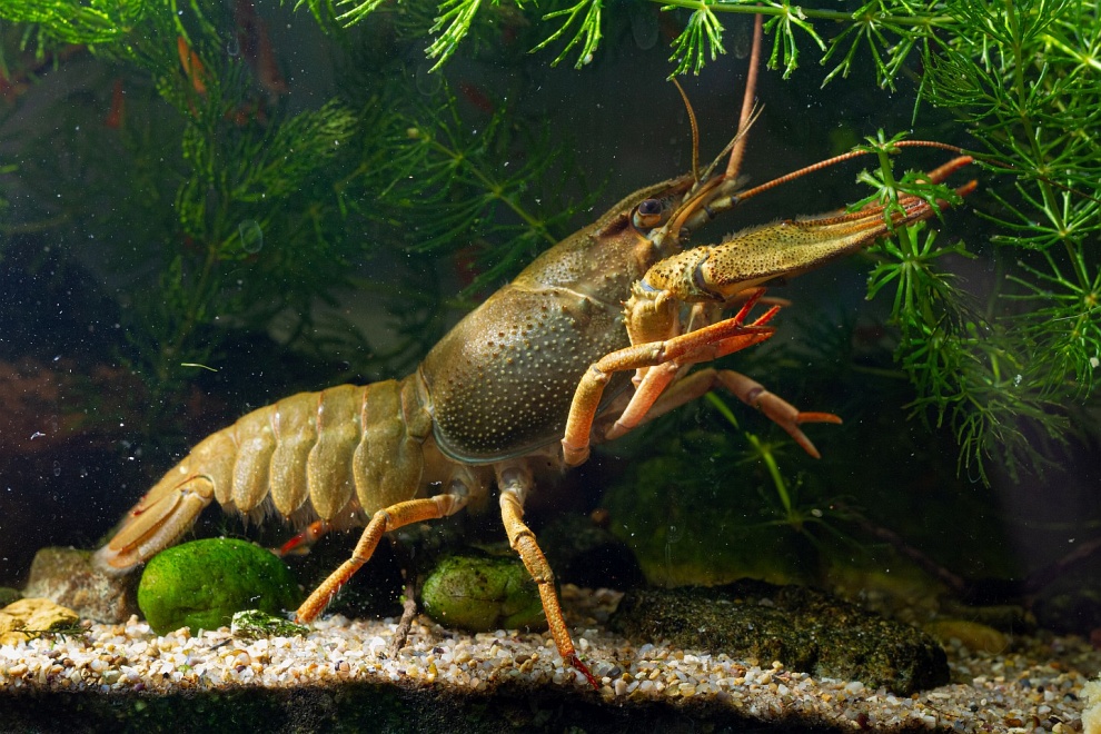 Astacus leptodactylus
narrow-clawed crayfish
 