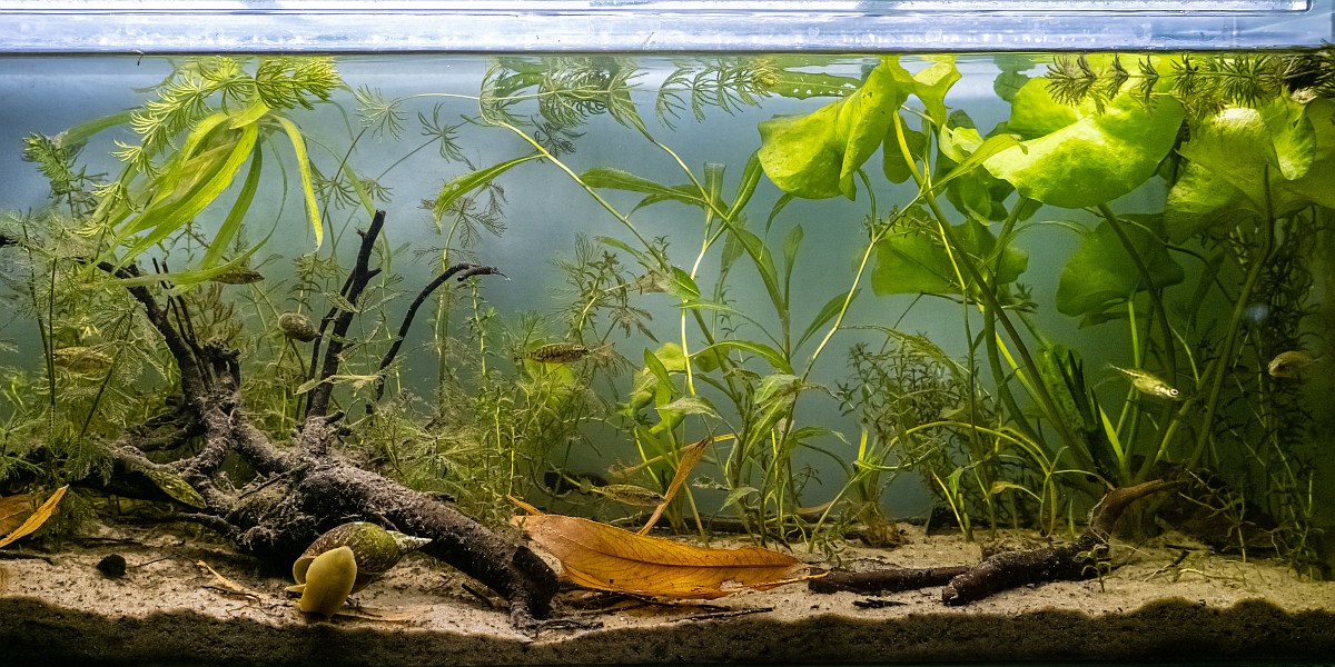 Riv River biotope aquarium