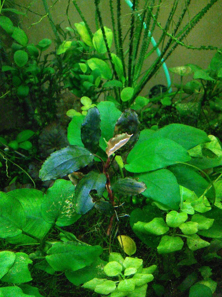 Bucephalandra sp. Theia Black