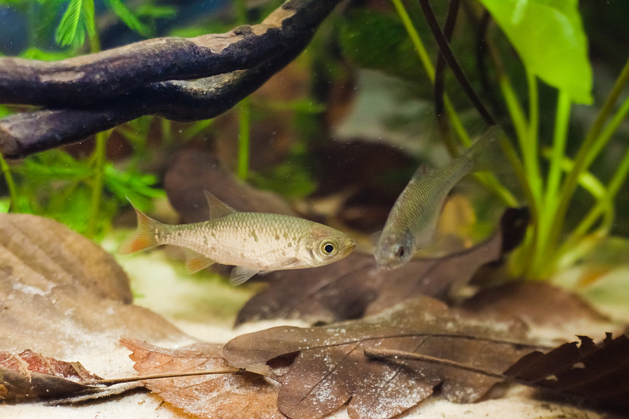 Biotope fishes