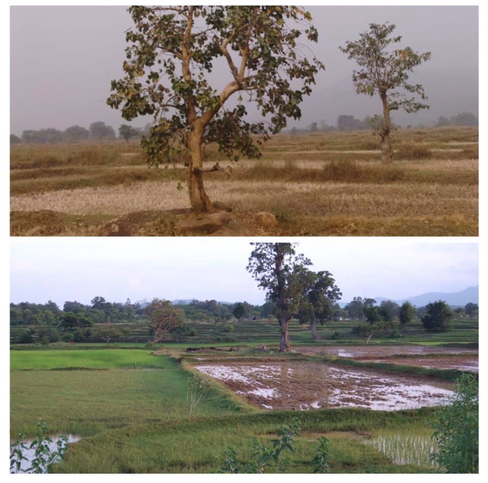 This is the habitat area of Poecilotheria miranda in dry and rainy season