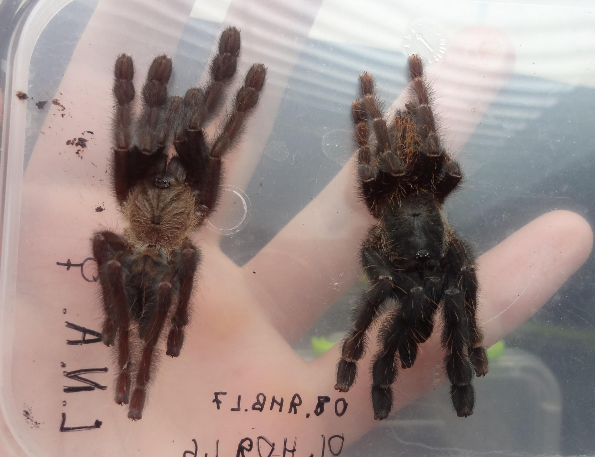 Lampropelma nigerrimum (Simon, 1892) ♀ .
Lampropelma nigerrimum arboricola (ex. Borneo black) (Schmidt & Barensteiner, 2015) ♀ .