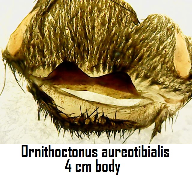 Ornithoctonus aureotibialis (9-10 L)