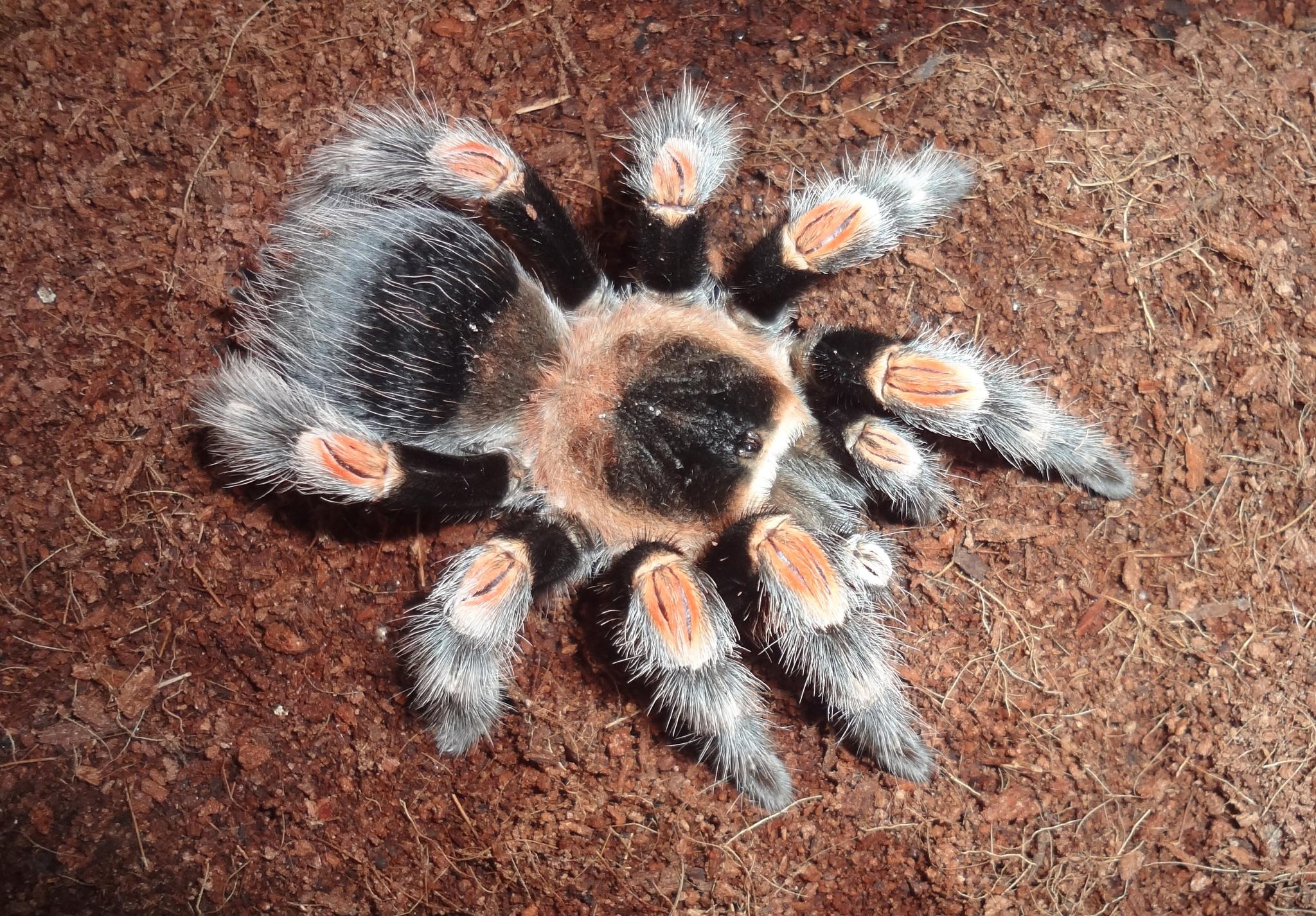 Brachypelma hamorii (ex Brachypelma smithi) (15 L) ♀