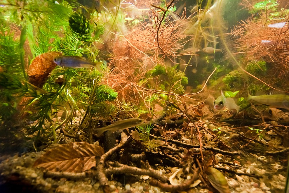 european biotope aquarium detail