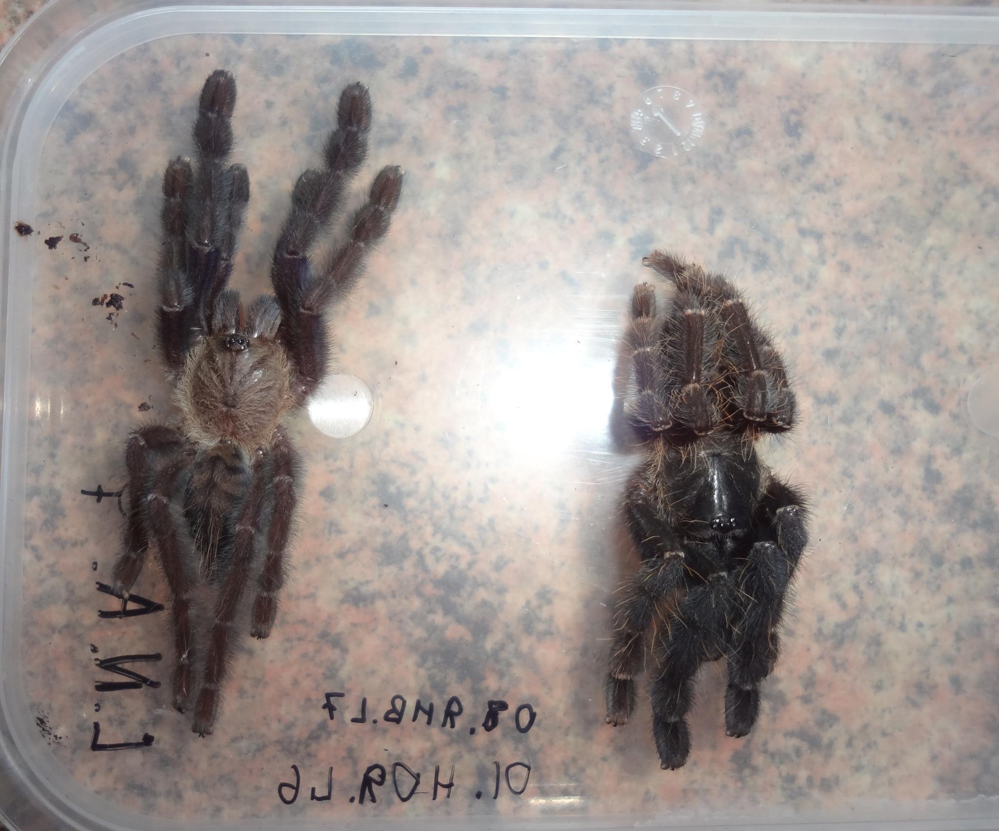 Lampropelma nigerrimum (Simon, 1892) ♀ .
Lampropelma nigerrimum arboricola (ex. Borneo black) (Schmidt & Barensteiner, 2015) ♀ .