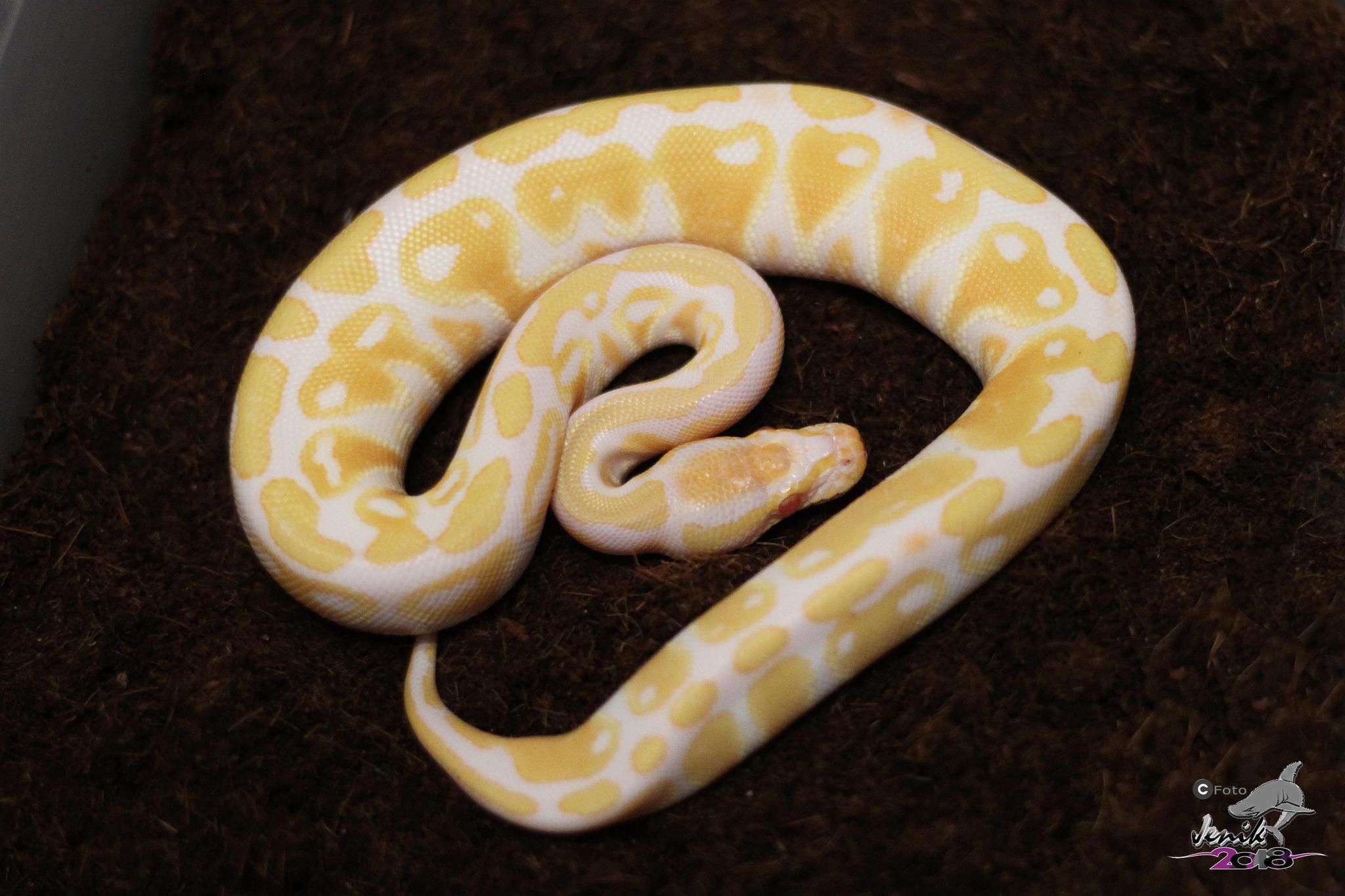 regius Albino 0.1