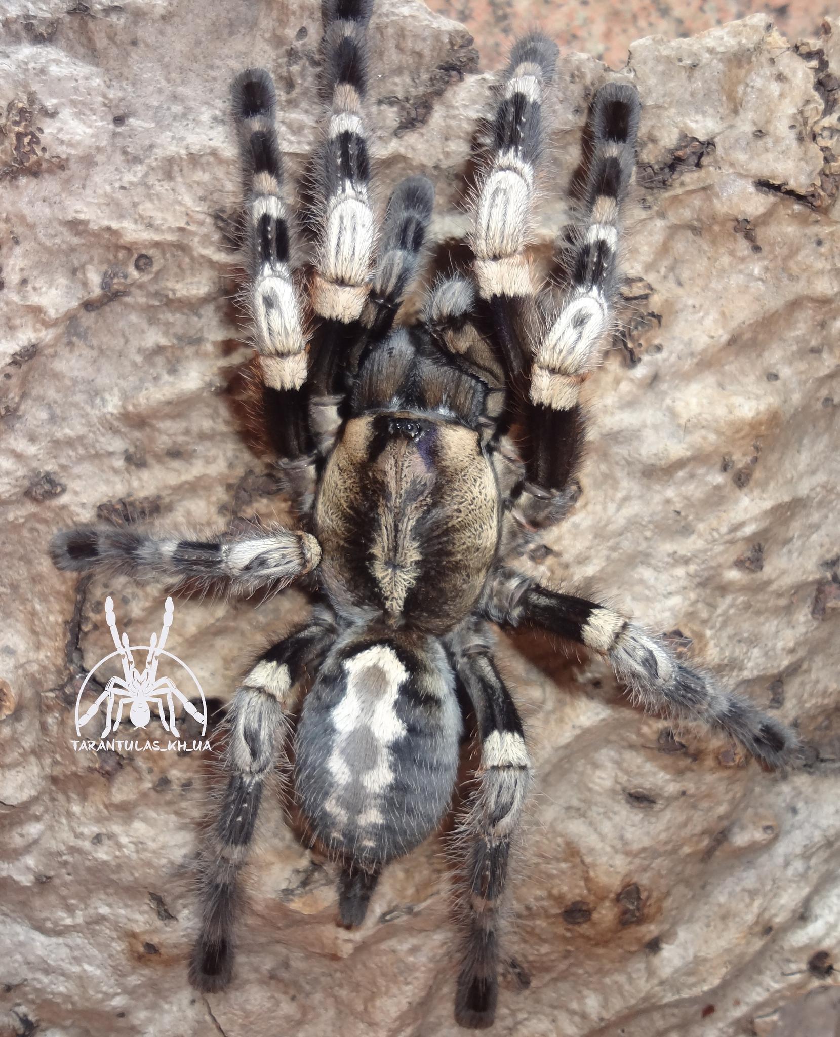 Poecilotheria miranda (13 L) ♀