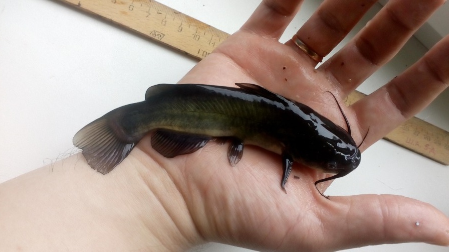  , hannel catfish, Ictalurus punctatus