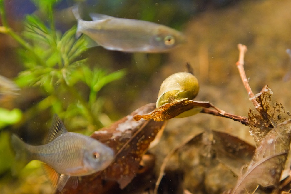 european biotope aquarium detail