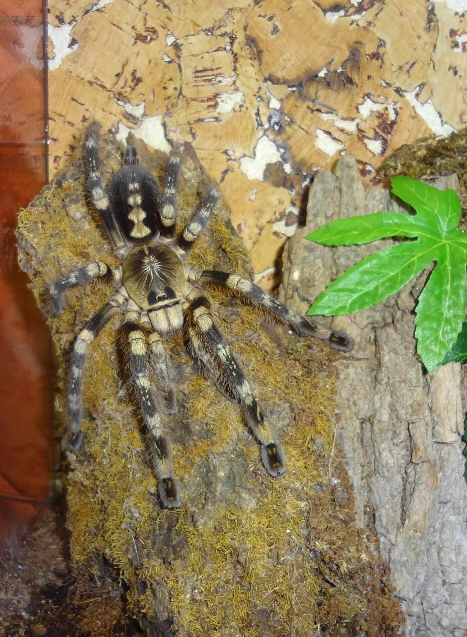 Poecilotheria bara (11 L) ♀